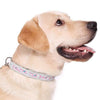 Denim Style - Personalised Dog Collar