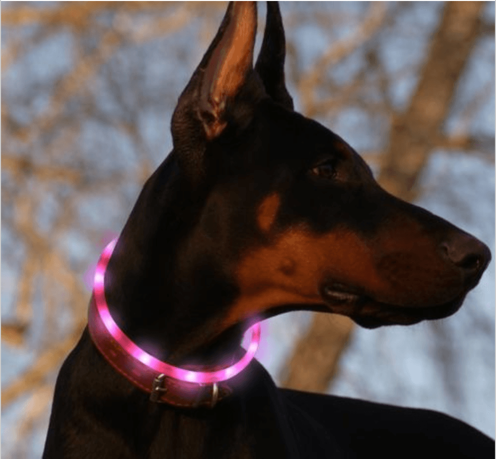 Flashing dog discount