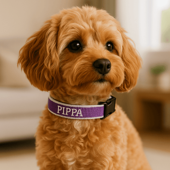 See Collars for Small Dogs