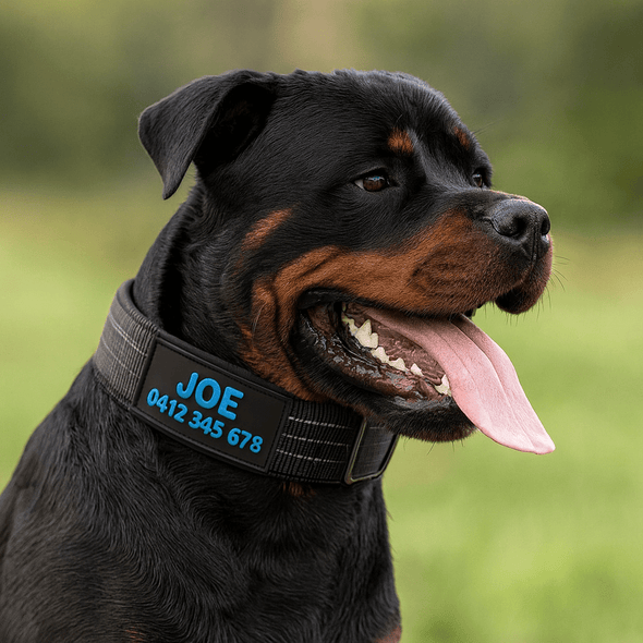 See Collars for Large Dogs