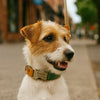 Personalised Hemp & Leather Dog Collar – Laser Engraved Buckle, Double-Layer Hemp Webbing