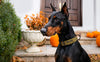 Personalised Tactical Dog Collar – Printed ID Patch with Leather Handle | Reflective Heavy-Duty