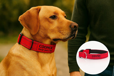 Personalised Dog Collar – Printed ID Patch | Reflective Deluxe Padded