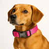 Personalised Reflective Nylon Dog Collar – Laser Engraved Buckle, Neoprene Padded.