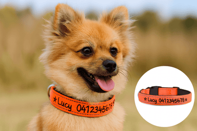 Personalised Dog Collar – Embroidered Reflective Nylon | Premium Padded Safety
