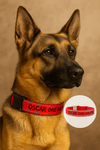 Personalised Dog Collar – Embroidered Reflective Nylon & Neoprene | Super Premium Padded Safety