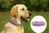 Personalised Dog Collar – High Reflective Nylon | Embroidered Safety ID