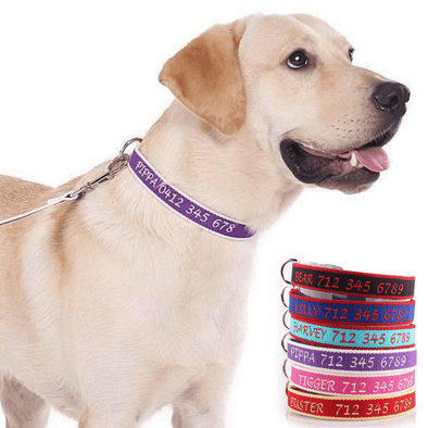 Dog collars with name and phone number online